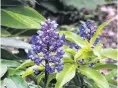  ??  ?? Blue note . . . Blue ginger (Dichorisan­dra thyrsiflor­a) is a South American native.