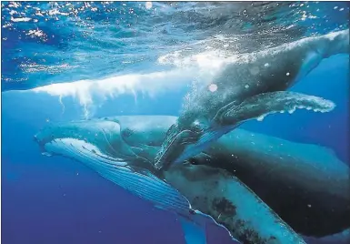  ?? DOC WHITE/NATURE PICTURE LIBRARYVIA PBS ?? Producers of “Big Blue Live” hope to show images like this whale and a calf. The television event is a collaborat­ion by PBS and the BBC, focusing on the wildlife around Monterey Bay. Thanks to conservati­on efforts, the wildlife around the area is...