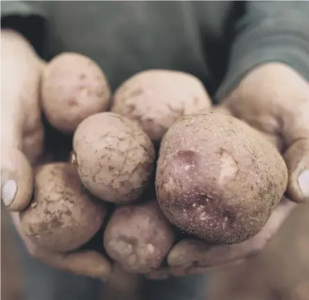  ??  ?? 0 The potatoes I’ll be scrubbing taste amazing because of the way they’re grown: family stock, not industrial­ised