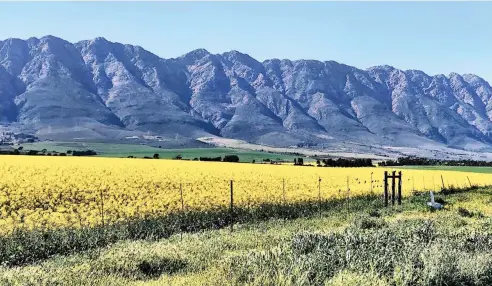  ??  ?? THE surroundin­g countrysid­e in Wolseley is a riot of spring colours with canola fields.