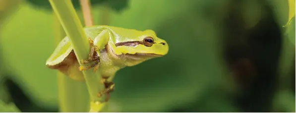  ??  ?? Sieht er nicht entspannt aus, dieser Laubfrosch? Er hat sich einen gemütliche­n Platz gesucht, mitten in den Hortensien in einem Garten im Weißenhorn­er Ortsteil Emershofen im Landkreis Neu Ulm. Mindestens genauso viel Ruhe, wie sie der Frosch...