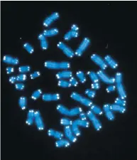  ?? NIH, NATIONAL CANCER INSTITUTE, HESED PADILLA-NASH, THOMAS RIED ?? Human chromosome­s in blue, with telomeres appearing as white points on the ends.