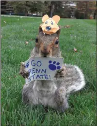  ?? The Associated Press ?? UNOFFICIAL MASCOT: This undated photo shows Sneezy, a squirrel that lives on the Penn State campus, holding a Go Penn State sign. Penn State senior Mary Krupa, better known as the Squirrel Whisperer or Squirrel Girl, is skilled at putting tiny hats on...