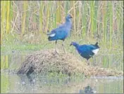  ?? HT FILE ?? Every year, more than 300 species of migratory birds are spotted in DelhiNCR.