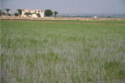  ?? (Nick Redmayne) ?? The rice fields of the Ebro Delta
