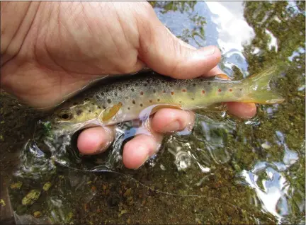  ?? MEDIANEWS GROUP FILE PHOTO ?? Wild brown trout are the only native trout in Pennsylvan­ia and can be found in smaller, canopied cooler streams.