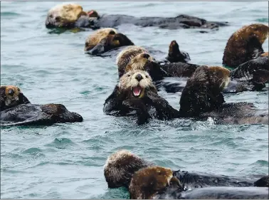  ?? DAN HONDA — STAFF ARCHIVES ?? A raft of sea otters hang out near the Moss Landing marina in Monterey Bay in 2013.