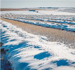  ?? JEFF MCINTOSH THE CANADIAN PRESS ?? Canola crops buried under snow wait to be harvested near Cremona, Alta., last week.