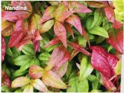  ??  ?? Nandina