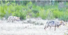  ?? FOTO: INGOLF KÖNIG-JABLONSKI/DPA ?? Zwei Wolfswelpe­n in der Döberitzer Heide: Über 120 Rudel streifen durch das Land und werden mancherort­s zum Problem.