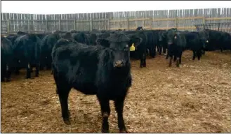  ?? (NDSU photo) ?? Calf performanc­e will be measured during a feeding study at the NDSU Carrington Research Extension Center.