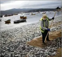  ?? JUAN GONZALEZ TPX IMAGES OF THE DAY / REUTERS ?? A worker removes dead anchovies that washed up on Coliumo Beach near the Chilean city of Concepcion on Feb 20.