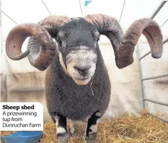  ??  ?? Sheep shed A prizewinni­ng tup from Dunruchan Farm