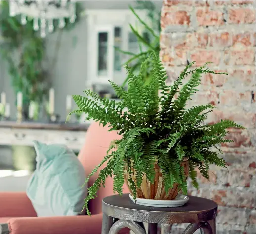  ??  ?? Give your muchloved plant a new home and you’ll reap the rewards with healthy growth.