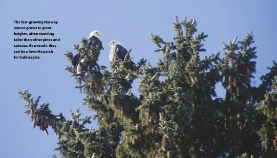  ??  ?? The fast-growing Norway spruce grows to great heights, often standing taller than other pines and spruces. As a result, they can be a favorite perch for bald eagles.