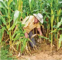  ?? CORTESÍA GOB. DE MÉXICO ?? México ya no importará maíz transgénic­o en 2023