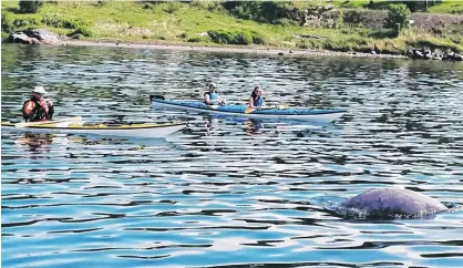  ?? FACEBOOK ?? Kayaking tours in Hatchet Cove had a special guest participat­ing in their activities. A baby beluga whale — nicknamed by the residents Sammy Beluga — first appeared in the harbour in early July and remained there into mid-August before moving on.
