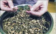  ?? AP ?? Stephen Swanson shows a bowl of frozen crickets at Tomorrow’s Harvest cricket farm in Williston, Vermont. Farmers are raising the alternativ­e livestock they claim is more ecological­ly sound than meat.