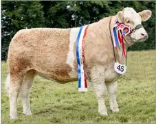 Balquhain Suffolk reigns supreme - PressReader