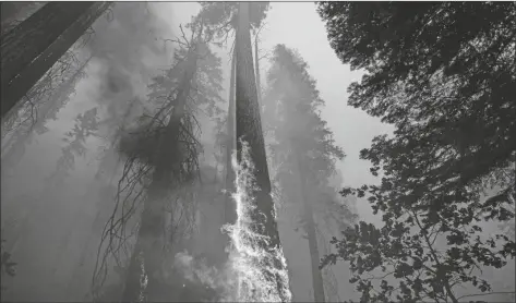  ?? NOAH BERGER/AP ?? Flames burn up a tree as part of the Windy Fire in the Trail of 100 Giants grove in Sequoia National Forest, Calif., on Sept. 19. Sequoia National Park says lightning-sparked wildfires in the past two years have killed a minimum of nearly 10,000 giant sequoia trees in California. The estimate released Friday, accounts for 13 percent to 19 percent of the native sequoias that are the largest trees on Earth.