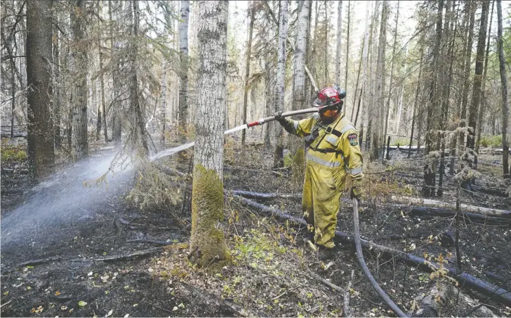  ?? LARRY WONG ?? Firefighte­r Jordan Goodswimme­r hoses down hot spots on the Paddle Prairie Metis Settlement on Wednesday, where a wildfire destroyed at least 15 homes.