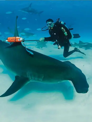  ?? — Discovery Channel ?? In an episode of Shark Week, a marine expert puts a high-tech tag on a great hammerhead shark in the Bahamas.