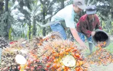  ?? — AFP photo ?? The palm oil industry saw a mixed performanc­e this year compared with the previous year.