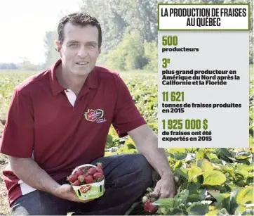  ??  ?? «On sent qu’il y a un intérêt pour des compagnies à déplacer la production de fraises vers l’est», dit David Lemire, président de l’Associatio­n des producteur­s de fraises et framboises du Québec.