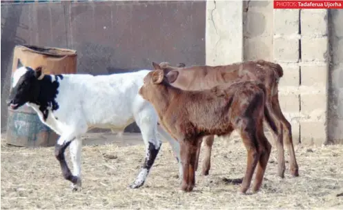  ?? PHOTOS: ?? A day-old female calf is sold for N950,000.
Tadaferua Ujorha