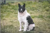  ??  ?? The black-and-white mutt, long a presence in a Tallinn neighborho­od, was missed so much residents immortaliz­ed him with a statue.