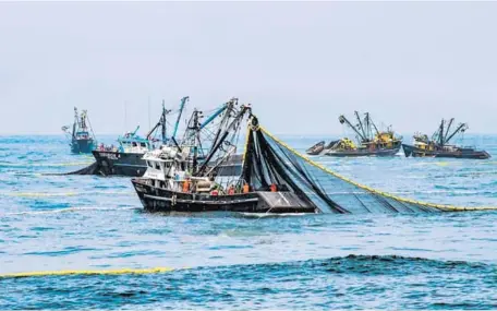  ?? ANDINA ?? El 5 de febrero, el Ministerio de la Producción dio por concluida la segunda temporada de pesca de anchoveta en la zona norte del país.