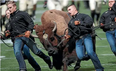  ?? AP ?? Handlers guide Colorado NCAA college football buffalo mascot Ralphie V on a ceremonial run at a game against Nebraska, in Boulder, Colorado.