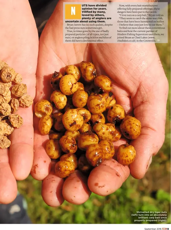  ??  ?? Shrivelled dry tiger nuts (left) turn into an absolutely brilliant carp bait once properly prepared (right).