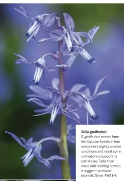  ??  ?? Scilla greilhuber­i
S. greilhuber­i comes from the Caspian forests in Iran and prefers slightly shaded conditions and moist soil in cultivatio­n to support its lush leaves. Taller than most with nodding flowers, it suggests a relaxed bluebell. 20cm. RHS H6.