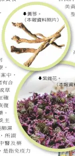  ??  ?? 黃芩。（本報資料照片）
紫錐花。（本報資料照片）