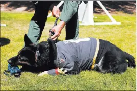  ?? Andrea Cornejo ?? Las Vegas Review-journal @dreacornej­o Knight, the Metropolit­an Police Department’s newest K-9 officer, chews on a toy shark Thursday outside the South Central Area Command near the Strip.