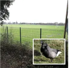  ??  ?? The lands east of St Paul’s College on Sybil Hill Road in Raheny. Inset: two Brent geese