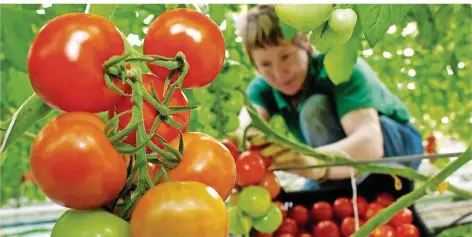  ?? SYMBOLFOTO: PLEUL/DPA ?? Tomaten, Paprika oder Auberginen sollen künftig reifen, wo früher Bergleute mit der Förderung von Steinkohle beschäftig­t waren.