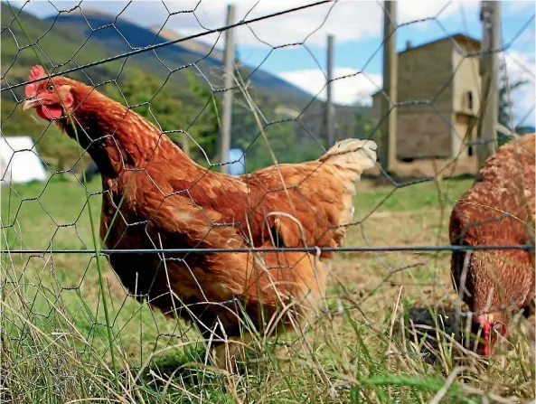  ??  ?? Chooks can have very different personalit­ies, from friendly to fiesty.