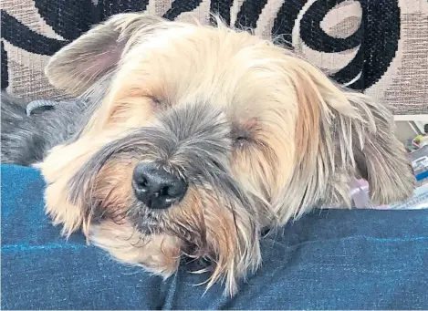  ?? Pictures: PA. ?? Toby the Yorkshire terrier rests after having a sewing needle removed from his neck.