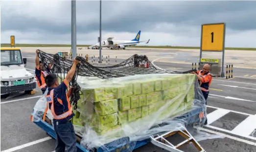  ?? ?? Airport employees use a cargo net to secure a pallet of Wushan crisp plums, a local specialty, set for air transport by China Postal Airlines at Wushan Airport in Chongqing Municipali­ty on June 28, 2023