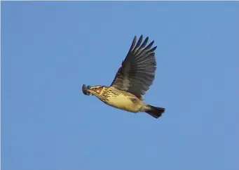  ?? ?? TWELVE: Woodlark (Curonian Spit, Lithuania, 25 September 2006). In flight, Woodlark’s short tail is particular­ly obvious, and it looks very round winged compared with Eurasian Skylark. It also has a jerky, undulating flight (vaguely recalling that of Lesser Spotted Woodpecker). It lacks Eurasian Skylark’s white trailing edge to the wing and the outer tail feathers are often sullied with brown; instead, it shows a more obvious white tail tip. Its flight calls are low, soft and musical, but not particular­ly memorable: ti-loo-ee, tu-loo, tu-willit, wlee-toloo.