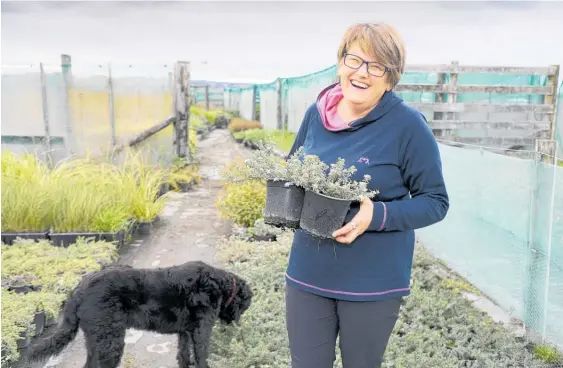  ?? Photo / Warren Buckland ?? Nursery plants supremo and Queen’s Birthday Honours Queen’s Service Medal recipient Marie Taylor.