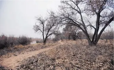  ?? ADOLPHE PIERRE-LOUIS / JOURNAL ?? The bosque trail by the Rio Grande where a woman said she was raped by a stranger on Christmas Eve 2015.