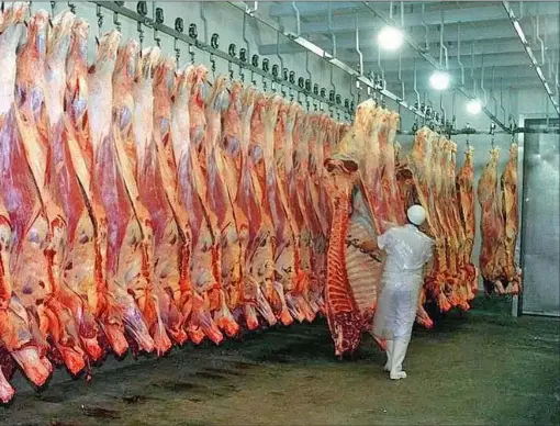  ??  ?? VILLANO. Algunos ganaderos acortan el tiempo de producción terminando el engorde a corral, pero sale más caro dado el precio del maíz, para algunos, el gran culpable de la suba de la carne.