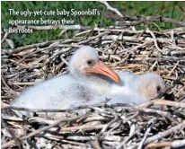  ??  ?? The ugly-yet-cute baby Spoonbill’s appearance betrays their ibis roots