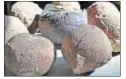  ?? VIJAYANAND GUPTA/HT ?? Dinosaur eggs from this cache discovered near Indore in MP were stolen from a local museum in 2014.