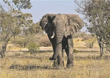  ?? PHOTO BY JOAO SILVA/THE NEW YORK TIMES ?? An elephant walks in the Moremi Game Reserve, part of the Okavango Delta in Botswana. Since Botswana banned trophy hunting two years ago, some remote communitie­s have struggled to cope with growing numbers of dangerous wild animals as well as a...