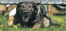  ?? CALGARY POLICE ?? Calgary Police Service Canine Unit Dog Baro was recently retired as a patrol dog and died Feb. 1 after a prolonged illness.