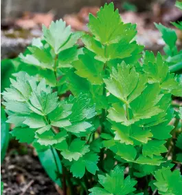  ?? ?? A labour of lovage: every part of the Levisticum officinale plant is edible; its tender young leaves (above) are best for eating raw